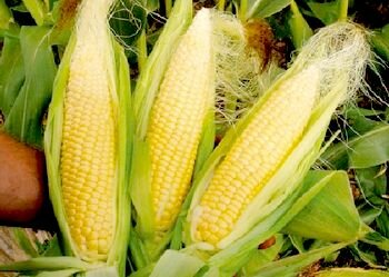 Кукуруза — польза и вред для здоровья, народные рецепты.