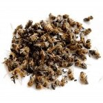 Пчелиный подмор — применение в народной медицине настойки и отвара