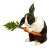 Полезные свойства моркови — применение в народной медицине