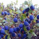 Польза голубики — применение ягоды в рецептах народной медицины