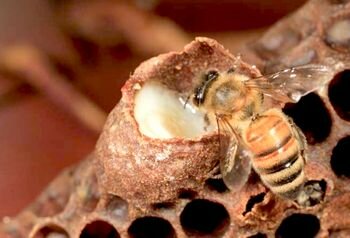 Маточное молочко пчелиное — полезные свойства.