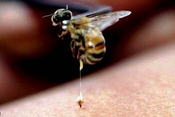 Пчелиный яд — польза и вред.