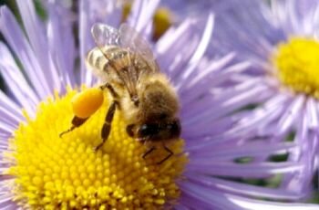 Пыльца пчелиная — полезные свойства. Как принимать в лечебных целях?