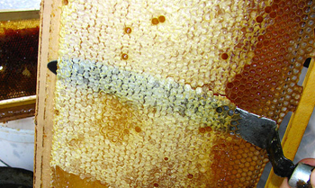 Забрус пчелиный — что это такое? Польза и вред.