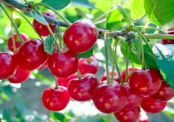 Польза вишни для здоровья, применение в народной медицине.