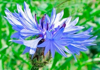 Василек синий – красивое и целебное растение.