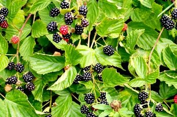 Ежевика — полезные свойства и противопоказания чёрной ягоды.