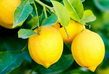 Лимон: польза и вред для здоровья человека.