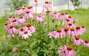 Эхинацея — лечебные свойства и противопоказания цветка.