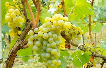 Виноград — польза и вред для организма, народные рецепты.