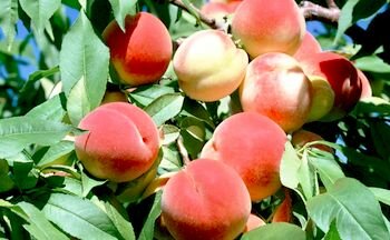 Полезные свойства персика в народной медицине.