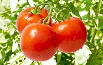 Полезные свойства помидор для здоровья и красоты.