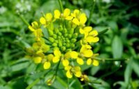 Желтушник — лечебные свойства и противопоказания растения, применение в народной медицине